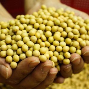 100% <b>Soybeans</b> 50kg PP Bag Unprocessed Pure Oil Extraction Bulk Farming Cooperative 12 Months Shelf Life Food Cheap price - Product Image 4