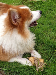 BEST SELLER Bâton à mâcher en bois de café pour chien, durable, 100% naturel, jouet pour animaux de compagnie, élimination de la plaque dentaire, soulagement du stress, XXS-XXL, pour mâcheurs agressifs - Product Image 3