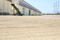 Café en grains entiers torréfaction moyenne du Vietnam, qualité supérieure, en sachet refermable, pour la vente en gros, service OEM/ODM, 250g, 100%
