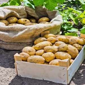 Prix d'usine Patates douces biologiques fraîches et délicieuses, qualité A+, chair jaune vif, récolte de l'année, sacs de 50 kg - Product Image 2