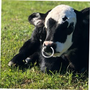 Top Notch Bull Nose <b>Ring</b>, Cow Hauling Nose <b>Ring</b> Bull Tools Nose <b>Ring</b> for Cow Steel Piercing, Livestock Nose Bull Nose Pliers - Product Image 6