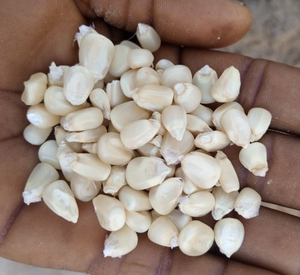 Maíz Blanco de Primera Calidad al por Mayor, Listo para Enviar, Grado Alimenticio, Producto de Exportación de Alta Calidad - Product Image 1