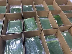 Hojas de Plátano Frescas, Naturales, Biodegradables, Clase II, Calidad de Exportación, Envoltorio para Alimentos de Vietnam - Product Image 5