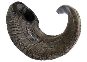 Shofar de Cuerno de Carnero Ecológico Completamente Pulido de Israel, Hecho a Mano, de Alta Calidad, Kosher, Judío, con Diseño Tradicional - Product Image 5