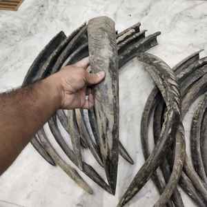 Élégante pièce en corne de buffle moderne et écologique, avec embout, fabriquée à la main, longue (24-27 pouces) pour la vie quotidienne, au prix de gros - Product Image 1