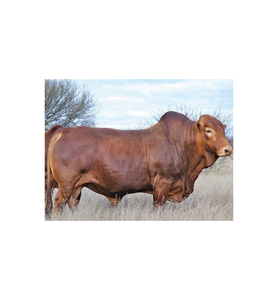 Ganado Africano en Venta |   Raza de Ganado Bovino Premium para Cría y Suministro al por Mayor - Product Image 2