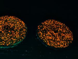 2023 luxe givré en acier inoxydable 316L pierre de <span class=keywords><strong>volcan</strong></span> cadran lumineux <span class=keywords><strong>japon</strong></span> 8215 mouvement mécanique étanche Logo personnalisé montre - Product Image 4