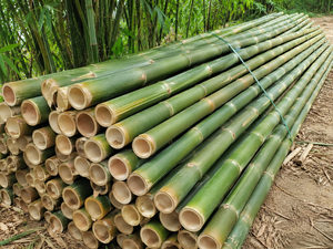 Varas de Bambú Tonkin Amarillo de Calidad de Exportación |   Estacas Resistentes para Construcción y Jardinería - Product Image 1