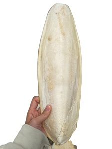 HUESO DE SEPÍA SECO AL POR MAYOR A PRECIO ECONÓMICO, HUESO DE SEPÍA DE VIETNAM 2024 - Product Image 2