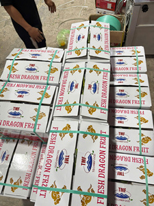 Fruta del Dragón Roja Fresca de Vietnam – Estándar de Exportación, Ideal para Mayoristas de la India - Product Image 6