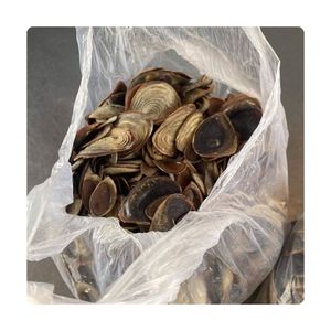 Coquille d'opercule de Murex polie de qualité supérieure, sélectionnée, pour parfum, 100% naturelle, pure, propre, sûre, pour bijoux artisanaux - Product Image 2