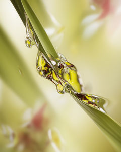 Citronelal Natural 95% de Alta Pureza Fragancia + (CT-103) Aroma a Vainilla - Product Image 2