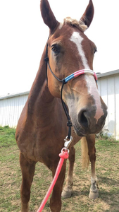 Cabestro de Cuerda Premium para Caballo con Patrón de 6 Nudos, Equipo de Equitación para Exteriores, OEM ODM - Product Image 5