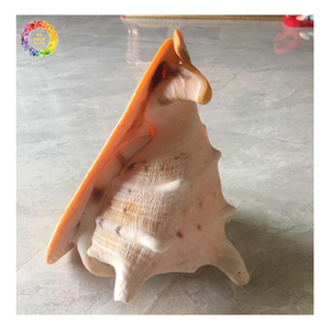 Natürliche Königinnen-Muschelschale, Rohe Meeresmuschel, Heimdekoration, Kunstobjekt, CONCH SHELL ROSE MUREX SHELL und RAMOSUS MURES - Product Image 3