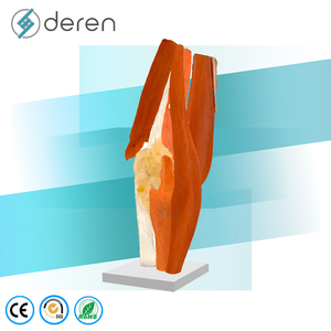 DRS2030 Modelo Anatómico <span class=keywords><strong>de</strong></span> <span class=keywords><strong>Rodilla</strong></span> Humana a Tamaño Real con Músculos y <span class=keywords><strong>Ligamentos</strong></span> - Modelo <span class=keywords><strong>de</strong></span> Enseñanza Anatómica para Educación Médica - Product Image 3