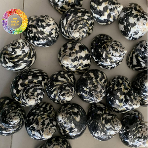 Conchas Marinas Cymbiola Nobilis al por Mayor, de Alta Calidad, Tamaño Grande, Hechas a Mano, Duraderas, Forma Natural, Ba Ria-Vung Tau, Directamente de Fábrica - Product Image 1
