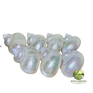 Coquilles turbo naturelles polies pour la décoration d'aquariums, remplacement de coquilles de crabe ermite, artisanat côtier, fournitures de décoration intérieure - Product Image 2