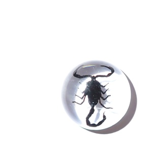 Cabujón de Plástico con Espécimen Real de Escorpión Negro, Redondo, 19x19 mm, Base Plana Transparente, para Manualidades y Joyería - Product Image 6