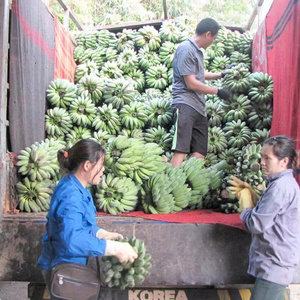 Bananes séchées de qualité supérieure, grade 1, en provenance du Vietnam, paquet de 1 kg - Product Image 4