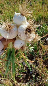 Semences d'<span class=keywords><strong>oignon</strong></span> biologiques FB-SWEAT Research, fraîches et à pollinisation libre, Farson Biotech Pvt Ltd - Product Image 3