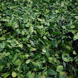 Feuilles de citron vert séchées, matière première naturelle de feuilles de citron, idéale pour la cuisine, l'assaisonnement et la préparation des aliments, fournie du Vietnam. - Product Image 5