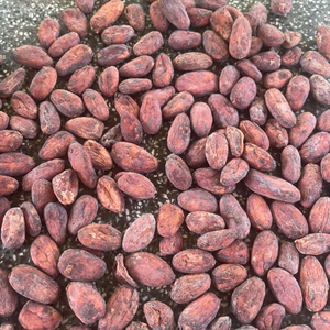 Granos de cacao a granel de Vietnam, polvo de cacao natural de alta calidad para la producción de chocolate y bebidas - Product Image 6