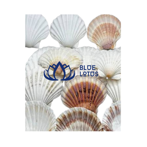 Coquilles Saint-Jacques Naturelles Rondes Écologiques Bleu Lotus Rayées Blanches et Rouges Binh Thuan Durables pour Artisanat DIY et Décoration Intérieure - Product Image 1