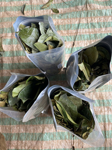 Feuille de Corossol séchée Qualité fine Botanique du Vietnam Feuille de Corossol séchée Convient pour le thé Corossol séché à bas prix 2025 - Product Image 5
