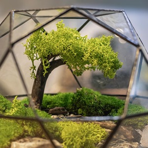 Premium Glass Terrarium Botanical <b>Display</b> <b>Case</b> Suitable For Minimal Modern Interior Design And Clean Table <b>Display</b> From India - Product Image 2