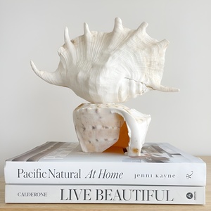 Modern coastal natural seashell table lamp various sizes sea <b>shell</b> <b>lighting</b> lamp best price - Product Image 2