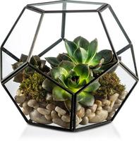 Vase de table géométrique hexagonal en verre cristal écologique pour terrarium, décoration artistique, maison de plantes DIY, vente en gros