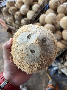 Coco seco sin cáscara, coco secco sgusciato, bajo contenido de humedad, Vietnam, para compradores (WA +84914319488) - Product Image 3