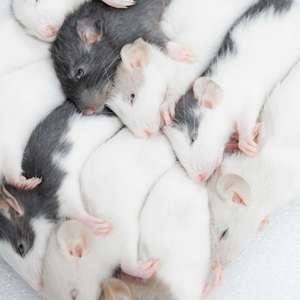 Ratones Congelados M 16-22g, Alimento Premium para Serpientes Adultas, Alto en Proteínas, Refuerzo Inmunológico, Libre de Salmonella, Bio-Enhanced, Venta al Por Mayor - Product Image 3