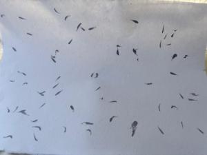 กระดาษทำมือจากกลีบดอกคอร์นฟลาวเวอร์  กระดาษออร์แกนิกที่ยั่งยืน  วัสดุเครื่องเขียนจากพืช  เป็นมิตรกับสิ่งแวดล้อม  ปราศจากไม้  กระดาษรีไซเคิลสำหรับงานศิลปะและงานฝีมือ - Product Image 2