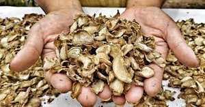 Tranches de gingembre séchées biologiques du Vietnam-Qualité supérieure pour le thé, la cuisine et les collations - Product Image 6