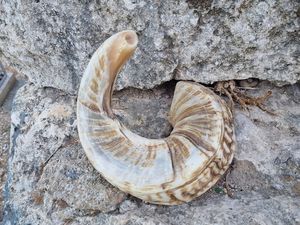 Shofar en corne de bélier Kudu, shofar en corne de bélier poli, shofar artisanal naturel, instrument en corne de bélier, shofar en corne de Kudu, shofar juif - Product Image 6