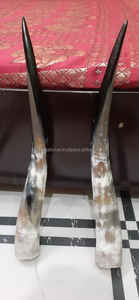 Real Buffalo Pear Horn High Quality <b>Hand</b> <b>Made</b> with Polished Custom Size Low Price and Real Cow Horn Pair Top Sales - Product Image 4