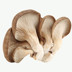 Prix de gros des champignons séchés en cubes/en morceaux/en tranches - Product Image 6