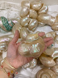 Banded Jade Turbo <b>Shells</b> Natural Green Hermit <b>Crab</b> - Product Image 2