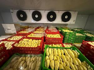 Durian surgelé de la meilleure qualité du Vietnam, fruit tropical naturel, vente en gros et approvisionnement en vrac pour la restauration et l'exportation - Product Image 4