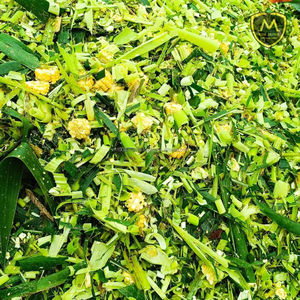 Silage de maïs – Aliment haute énergie pour le bétail - Product Image 6