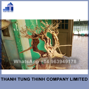 La Mejor Decoración de Madera Flotante Natural para Acuarios de Vietnam, Adorno de Madera Ecológico para Peceras, Estilo Moderno, Hecho en Vietnam - Product Image 4