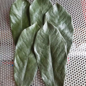 SUMINISTRO EN HOJAS DE SOURSOP A GRANEL DE VIETNAM // HOJA DE GRAVIOLA SECA para BEBIDA CON PRECIO BARATO - Product Image 1