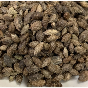 En gros, fruits de cocklebur séchés bruns, fruits de cocklebur communs sans épines, Vietnam ANGLE - Product Image 3