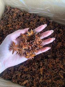 Anís estrellado de nueva cosecha de Vietnam, calidad premium para otoño y primavera, especias alimenticias especiales, precio de fábrica, cantidad a granel - Product Image 2