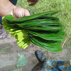 Hojas de Betel Frescas Premium de Bangladesh, Exportación a Granel, Hojas de Paan Verdes Naturales, Hojas de Betel de Calidad, Venta al Por Mayor, MOQ Bajo, Proveedor Global - Product Image 4