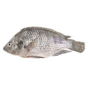Premium Frozen New Stock Sea Frozen Mackerel Tilapia Tuna and Salmon Fish Ready for Export - Product Image 5