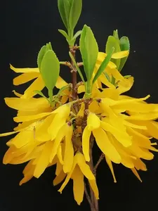 Hiệu lực cao hypericum perforatum chiết xuất bột tinh khiết nhà máy chiết xuất nạp với hyperforin lý tưởng cho thảo dược bổ sung - Product Image 6