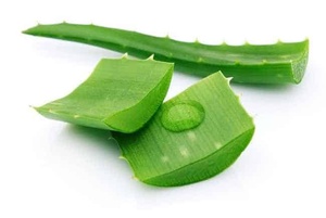 Tiras de Aloe Vera Congeladas Frescas para Cuidado de la Piel y Uso Médico - Product Image 4