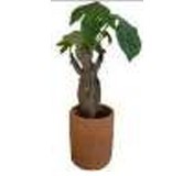 Fleurs et plantes préservées, accessoires de décoration tendance pour la maison, graines d'arbre baobab artificielles - Product Image 2